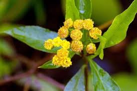 Image result for Pancovia golungensis