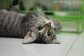 Levi Strauss Says Hello To All Cat In The World Kucing Indonesia