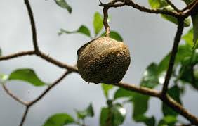 Image result for Rauvolfia mombasiana