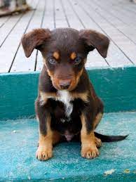 Australian Kelpie Australian Dog Breeds Aussie Dogs Cute Animals