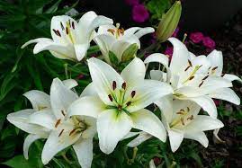 Casablanca Lily Night Blooming Flowers Lily Flower Growing Lilies