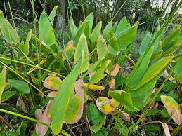 Image result for Thalia geniculata