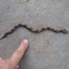 Prepared by alvin braswell 26 may 2016. Town Warns Parents Pet Owners To Watch Out For Baby Copperheads Connecticut News Wfsb Com