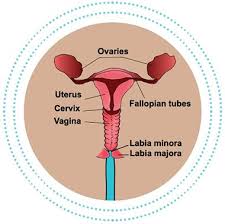 They include bloating, pain in the lower back, pelvis, and abdomen, and an increased need to. Ovarian Cancer Cancer Focus Northern Ireland
