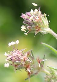 Image result for Plantaginaceae