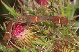 Image result for Leptochloa obtusiflora