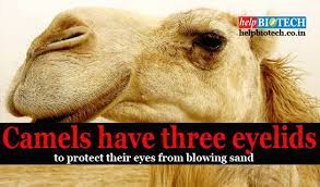 The opening between the two lids forms the palpebral tissue. Did You Know Camels Have Three Eyelids