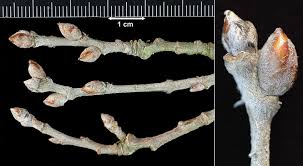 Image result for Populus ×  canescens