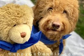 Just like other teddy bear dogs, carnoodles are small although they are full grown. The Teddy Bear Goldendoodle 5 Things You May Not Know About Em Happy Go Doodle