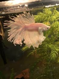 Betta Fin Regrowth Issues My Aquarium Club