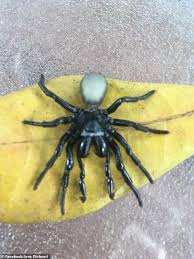 If it does get into the water supply, your local water treatment plant filters and disinfects the water, which should kill any germs. Frightening Moment Woman Finds 20 Venomous Mouse Spiders In Her Swimming Pool In Darwin Daily Mail Online