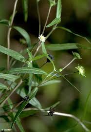 Image result for Eclipta prostrata