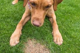 How to save a tree dying from dog urine. How To Remove Dog Urine Spots From Grass Diy True Value Projects True Value