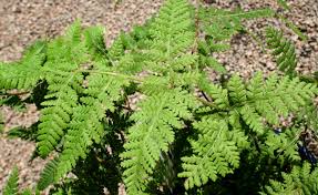 Image result for Hypolepis