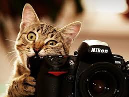 24 Magnifiques Fonds D Ecran D Animaux Animaux Amusants Animaux Image Chat Drole