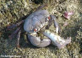 Image result for Sebaea junodii