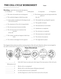 Mitosis and meiosis worksheet answers. Cell Cycle Worksheet Answers Biology Worksheet Cell Cycle Biology Classroom