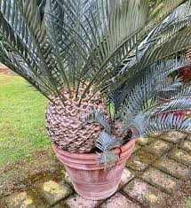 Image result for Encephalartos