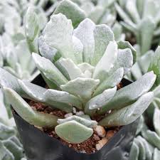 Image result for Senecio sp.no.2