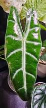 Image result for Albizia glaberrima