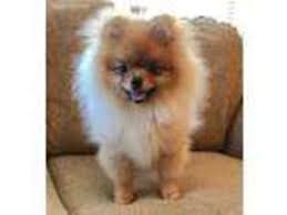 Maybe you would like to learn more about one of these? Puppyfinder Com Pomeranian Puppies Puppies For Sale Near Me In Medford Oregon Usa Page 1 Displays 10