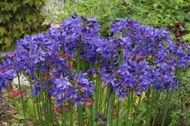 Image result for Agapanthus codii