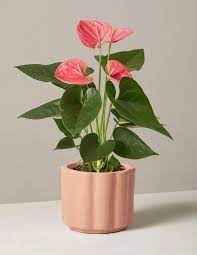 Pink Anthurium In 2021 Plants Plant Benefits Anthurium Plant
