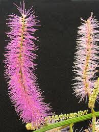 Image result for Mimosa invisa