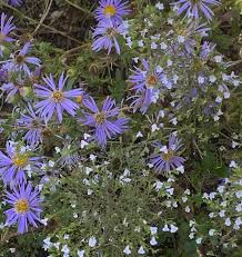 Image result for Aster