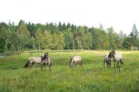 Before making the classification by area of the largest grasslands in the world, it is important to know what actually grasslands are. Grassland Management Life Viva Grass