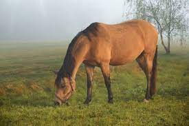 Buckskin horses are active by nature. What Is The Difference Between A Dun And A Buckskin Good Horse