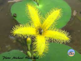 Image result for Nymphoides thunbergiana