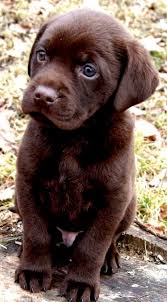 Cikolata Renkli Labrador Retriever Yavru Kopek Sevimli Kopek Yavrulari Yavru Kopek Sevimli Hayvan Yavrulari