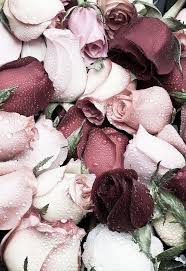 Pin By Olga Ch On Hintergrunde Flower Wallpaper Petals Flowers Photography