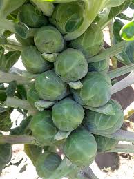 If you want to use seedlings rather. How To Grow Brussels Sprouts