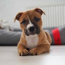 Pitbull Puppies Are Adorable See More At Fb Me Pitloversclub Pitbull Pitbullsofinstagram Pitbulls Pitbul Cute Baby Animals Cute Animals Puppies And Kitties