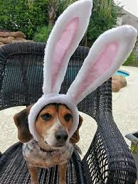 Happy Easter Sunday! My dog Bailey...