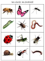 Na Louce A Na Zahrade Pexeso Insect Activities Bugs Preschool Flashcards For Kids