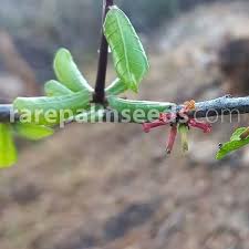 Image result for Cyathea mildbraedii