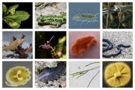 Image result for Liparis killmanniae