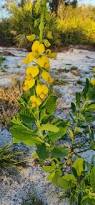 Image result for Crotalaria natalitia