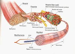 Joints ligaments and connective tissues advanced anatomy 2nd ed diagram demonstrating the anterior left and posterior right of the knee joint boney bursitis knee joint. 2
