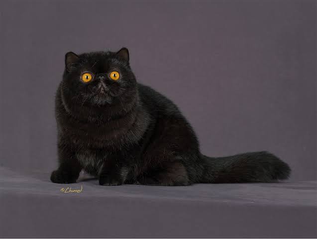 Exotic - The Cat Fanciers' Association