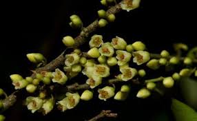 Image result for Pentaphylacaceae