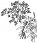 Image result for Julbernardia