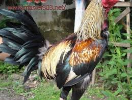 Ada yg pernah ke philipina? Sabung Ayam Filipina Archives Berita Jadwal Sabung Ayam Online S1288 Sv388 Sm558
