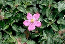 Image result for Heterotis rotundifolia