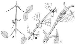 Image result for Tarenna leonardii