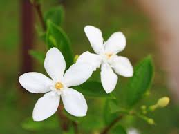Types of jasmine flowers in india. Jasmine How To Grow Indoors And Outdoors Hgtv