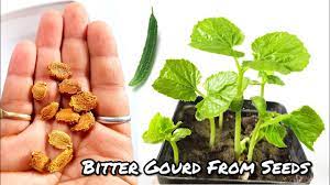 Check spelling or type a new query. Fastest Way To Grow Bitter Gourd From Seeds How To Grow Karela At Home Youtube